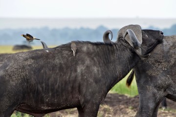 ケニアのアフリカ水牛