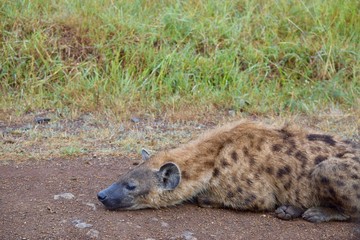 アフリカのハイエナ