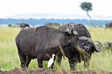 アフリカ水牛と鳥