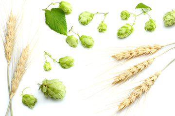 Beer brewing ingredients Hop cones and wheat ears isolated on a white background. Beer brewery...
