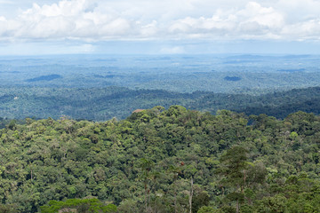 Fototapeta na wymiar the Amazon basin of Ecuador