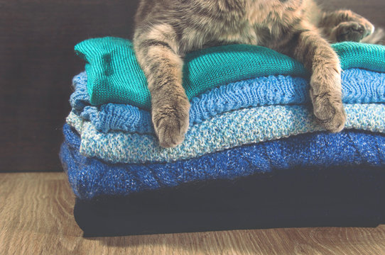 Scotish fold cat lying near a stack of colorful towels