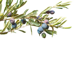  Olive branches  with  olives and  leaves  isolated on white background.