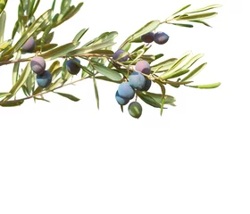 Crédence de cuisine en verre imprimé Olivier Branches d& 39 olivier aux olives et feuilles isolées sur fond blanc.