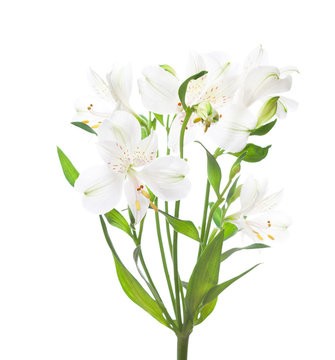 White Alstroemeria flowers  isolated on white background.