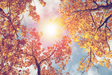 Obraz na płótnie Canvas Colorful Autumn Leaves against blue sky. Toned image