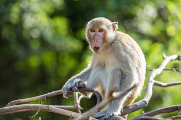 Long-tailed macaque monkey cleaning mouth and teeth at Khao Nor Mountain, Nakhon Sawan, Thailand