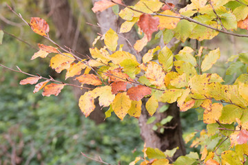 Autumn leaves and colors