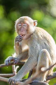 Long-tailed macaque monkey cleaning mouth and teeth at Khao Nor Mountain, Nakhon Sawan, Thailand