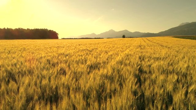 AERIAL CLOSE UP: Flying above amazing wheat cultivation farmland surrounded by lush tree forest and rocky mountains. Endless golden cereal field on sunny summer evening. Vast grain fields at sunrise