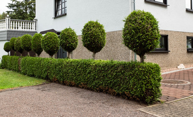 Baumreihe
