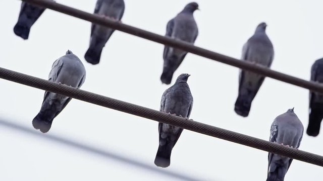 Stoic pigeons hanging out on a city power line