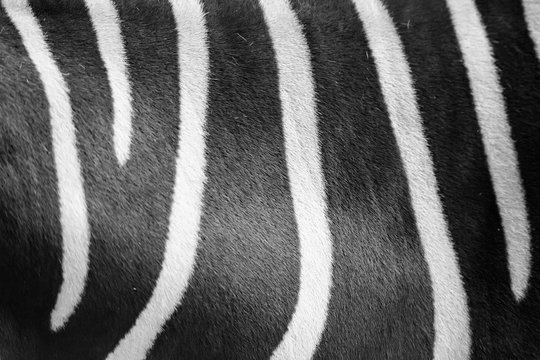 Close up zebra skin pattern black and white