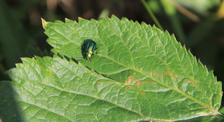 coléoptère vert sur une feuille