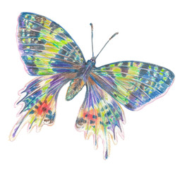 Butterfly Madagascan Sunset Moth. Hand drawn illustration isolated on white background.