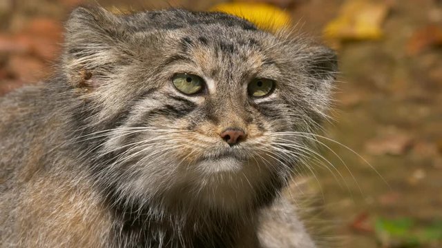Pallas's cat (Otocolobus manul)