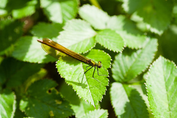 Libellule
