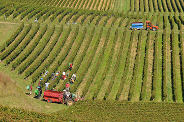 Vendanges dans le vignoble de Saint-&Eacute;milion, Gironde, France