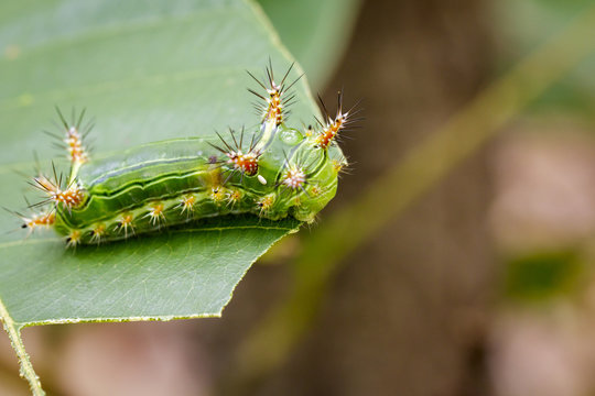 Image of Stinging Nettle Slug Caterpillar (Cup Moth, Limacodidae) "Green Marauder" on green leaves. Insect Animal.