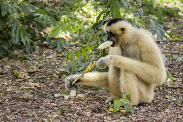 Image of white-cheeked gibbons on nature background. Wild Animals.