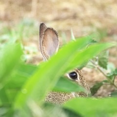 Ein Kaninchen im Versteck