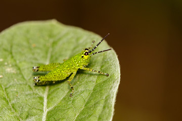 Image of green grasshopper(Acrididae) on green leaves. Insect Animal