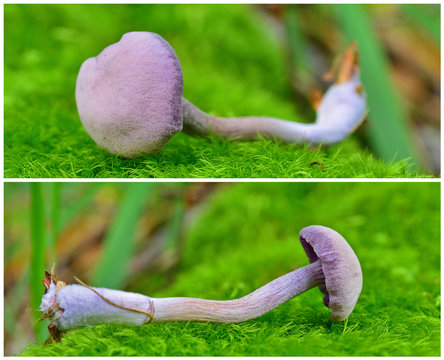 Laccaria amethystina mushroom