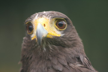 Closeup of young, golden eagle; falconry trained bird of prey