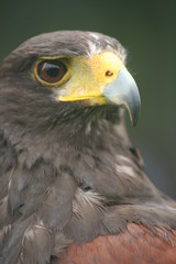 Naklejka premium Closeup of young, golden eagle; falconry trained bird of prey