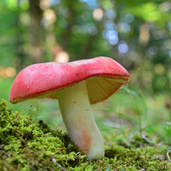 russula sanguinaria mushroom