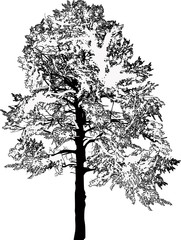 Fototapeta premium pine large one sketch isolated on white