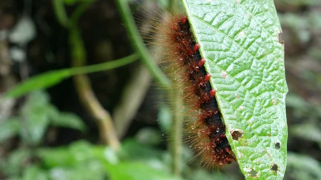 a caterpillar of butterfly is resting under the green leaf