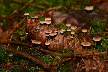 Mäuseschwanz-Rübling