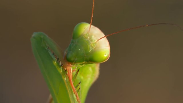 Praying mantis (Mantis religiosa) hygiene