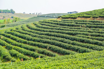 Fototapeta na wymiar Beautiful tea farm with green environment