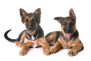 Fototapeta premium puppies german shepherd