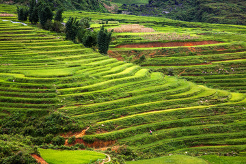 terraced green rice fields around Sa Pa, Vietnam