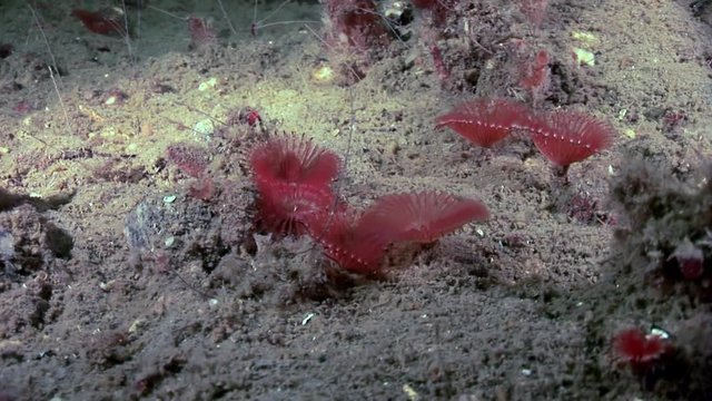 Marine worms Chone infundibuliformis hide on seabed underwater of White Sea. Macro video close up. Flora life on background of pure and transparent water.
