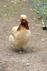 Zwerg-Sulmtaler Haushuhn