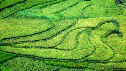 close up on bright green rice field, Sa Pa, Vietnam