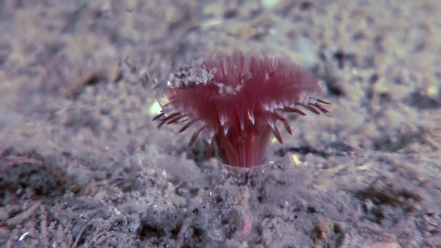 Marine worms Chone infundibuliformis hide on seabed underwater of White Sea. Macro video close up. Flora life on background of pure and transparent water.