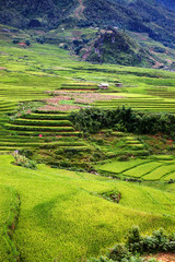 Fototapeta premium terraced green rice fields around Sa Pa, Vietnam