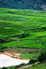 Fototapeta na wymiar close up on bright green rice field, Sa Pa, Vietnam