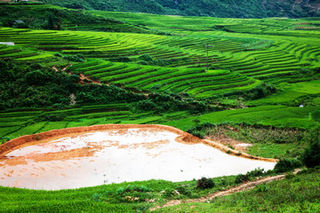 Fototapeta na wymiar terraced green rice fields around Sa Pa, Vietnam