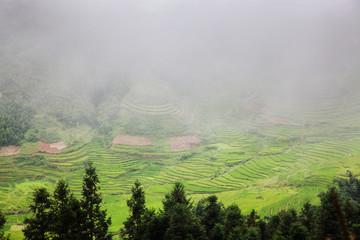 terraced green rice fields around Sa Pa, Vietnam