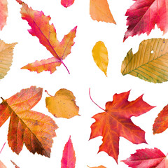 Seamless pattern with leaves