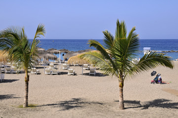 Obraz premium Beach and palm trees on the costa Adeje of the southwest part of Tenerife in the Spanish Canary Islands
