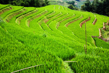 close up on bright green rice field, Sa Pa, Vietnam