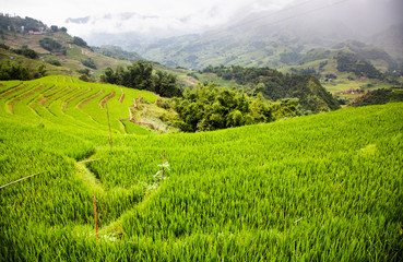 terraced green rice fields around Sa Pa, Vietnam