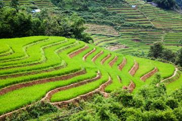 Fototapeta na wymiar close up on bright green rice field, Sa Pa, Vietnam